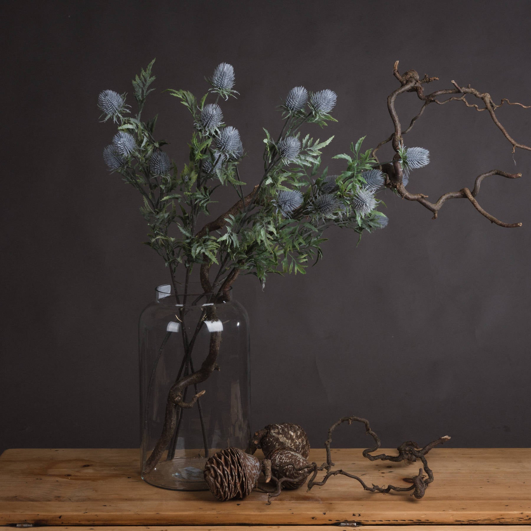 Eryngium Thistle
