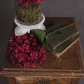 Autumn Ruby Hydrangea