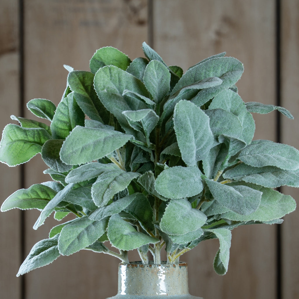 Lambs Ear Spray