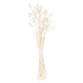Dried White Bunny Tail Bunch Of 60