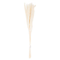 Mini White Pampas Grass Bunch Of 15
