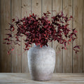 Ornamental Burgundy Leaf