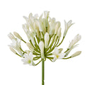 Cream Agapanthus Spray