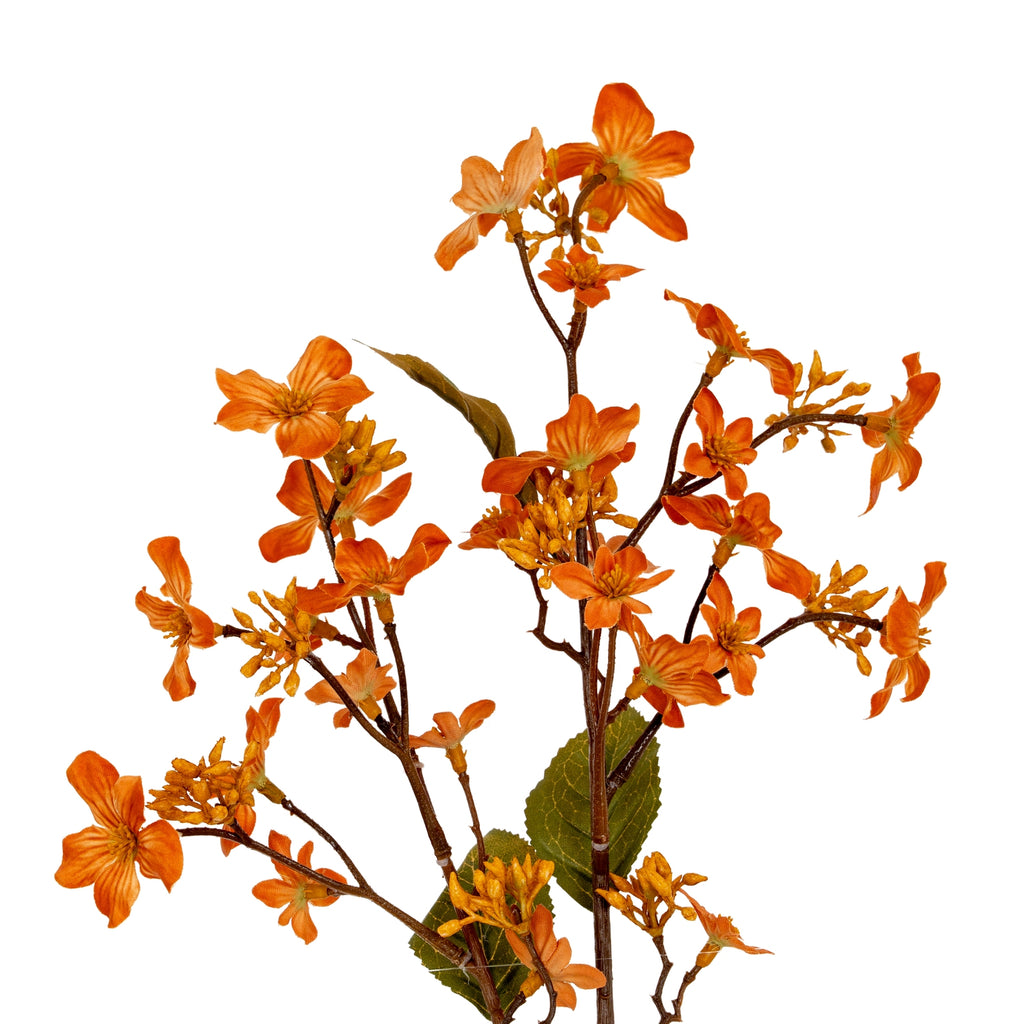 Orange Vernicia Fordii Spray