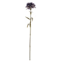 Purple Carnation Stem